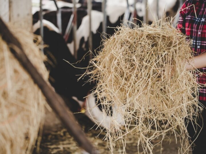 Planowana farma trzody chlewnej w Buczku stawia pod znakiem zapytania mieszkańców i organizacje ekologiczne